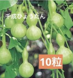 2025年最新】ひょうたん 乾燥の人気アイテム - メルカリ