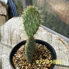 Opuntia santa-rita（オプンチア・サンタリタ）鉢ごと