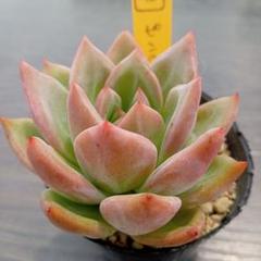 2025年最新】多肉植物 ピンクシャンペーンの人気アイテム - メルカリ