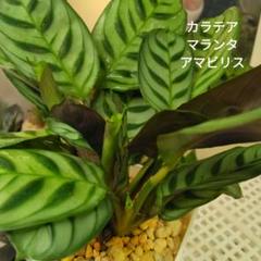 衛星とカラテア　写真　バラ売り可 植物販売】兵庫県宝塚市㈱陽春園植物場ネット カラテア