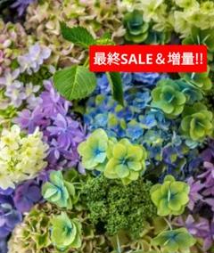める 輸入アジサイ 苗 2種 Amazon.co.jp: 苗 苗木 プレミアムアジサイセット2種2株