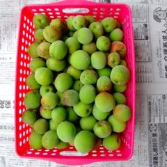 茨城県産南高梅 3kg青梅