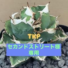 多肉植物園 ロウルサンコ | 🌵おもしろサボテン Mammillaria