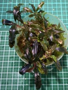 Bucephalandra sp. Ghost Kalimantan ② Bucephalandra sp.Ghost kalimantan
