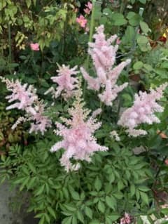 アスチルベ 苗の中古 未使用品 メルカリ