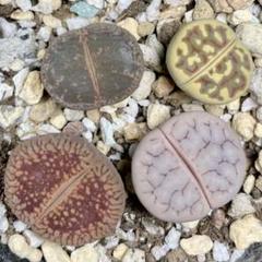 リトープス メセン 中苗4種セット 紫薫 麗虹玉 瑞光玉 日輪玉