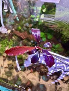 ブセファランドラspゴーストカリマンタン　群生株 ブセファランドラsp.ゴーストカリマンタン❣️Bucephalandra sp