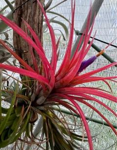 tillandsia Victoria 速達発送 - メルカリ