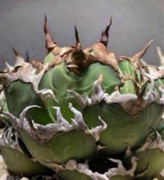 アガベ チタノタ　lize血統　白豪刺OC 見発根子株⑥ アガベ チタノタ 大白鯊 lize血統
