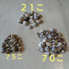 浜辺散歩　貝殻いっぱい　３種まとめて