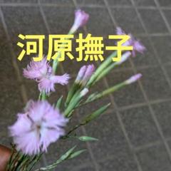 2025年最新】河原撫子の人気アイテム - メルカリ
