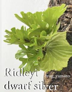 AKIMU様！メルカリ便！P.ridleyi dwarf silver 240 AKIMU様！メルカリ便！P.ridleyi dwarf silver 240 - メルカリ