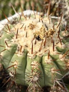 2025年最新】Copiapoaの人気アイテム - メルカリ