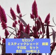 セロシア (けいとう　銅葉) 千日紅 (赤　ピンク) 3種セット 5月種まきのサムネイル