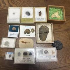 古生物化石セット （Amazon.co.jp: 恐竜掘るおもちゃ - 恐竜化石