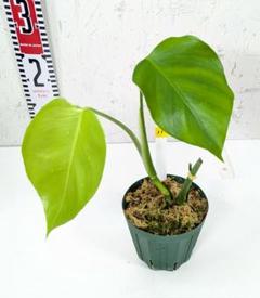 モンステラ ボルシギアナ オーレア 極上斑入 大株 54cm モンステラ ボルシギアナ オーレア 極上斑入 大株 54cm - メルカリ