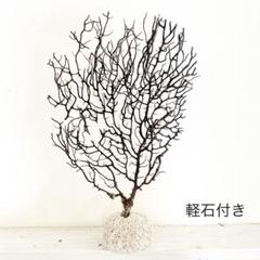 ウミウチワ〈軽石付き〉