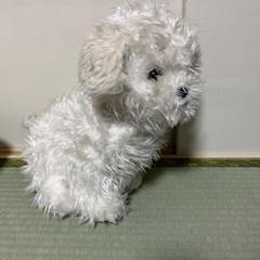 激レア　ヒロクンハウス　ぬいぐるみ　イヌ　いぬ　犬 激レア ヒロクンハウス ぬいぐるみ イヌ いぬ 犬 - メルカリ