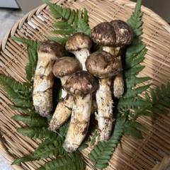 ⑨松茸　岩手県産　200gのサムネイル