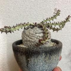 ユーフォルビア ファンシャウェイ【実生苗】 ユーフォルビア クラビゲラ✖️ファンシャウェイ 実生 - メルカリ