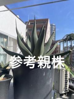アガベ シャークスキン 大きめ マコシャーク ニグラ アガベ シャークスキン マコシャークタイプ