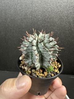 ☆激白☆関上ホリダ　ホリダ　幅6cm ゼブラホリダ　オベサ 2025年最新】ユーフォルビア ホリダ ゼブラの人気アイテム