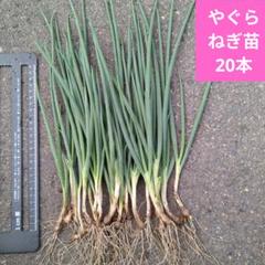 ネギ苗ぼうずしらず　200本セット ネギ苗 長ネギぼうずしらず 200本セット！ （坊主不知(ぼうず