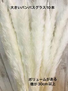 達磨艶プレミアム桃原郷 多肉植物 パキフィツム