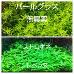 水草 ストロギネ レペンス 無農薬 ３本 の中古 未使用品 メルカリ
