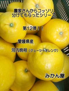 JO リピーター続出中!! 愛媛県からお届けします!! 河内晩柑8kg