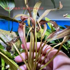 m59594581698_1.jpg?1723879738