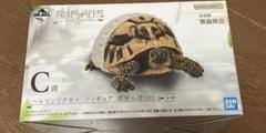 一番くじ 爬虫類&両生類 C賞 ヘルマンリクガメ フィギュア
