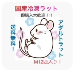 国産冷凍マウス ホッパーL 50匹 (送料無料一部地域発送不可) 国産冷凍マウス ホッパーL50匹 (送料無料一部地域発送不可)
