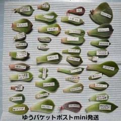 miyaさん苗 はる交配✡️ハル×しずく✡️ミヤ苗 命名同士 多肉 抜き苗 多肉植物 ハル×しずく♡抜き苗(miyaさん苗) エケベリア・セダム