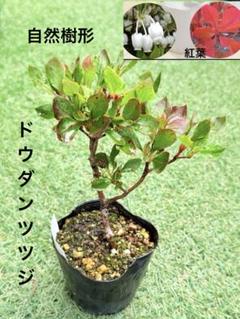 ツクモドウダンツツジ　ドウダンツツジ 自然樹形　ガーデニング　送料込みのサムネイル