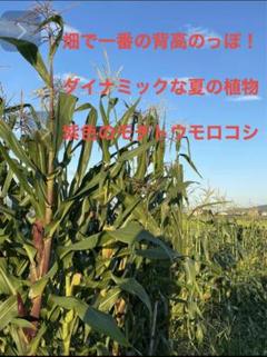 2025年最新】紫もちとうもろこしの人気アイテム - メルカリ