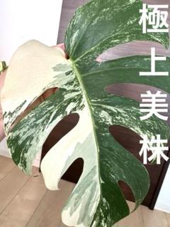 超希少 大株 モンステラ ボルシギアナホワイトタイガー 極美斑入り 72cm 超超最高級 極斑入り 大株 モンステラ ボルシギアナ ホワイト