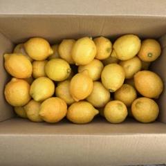 リスボンレモン 農薬不使用 広島県産 5kgのサムネイル