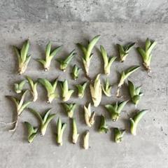 世田谷プランツマーケット様用（商品なし） PLANTS and LIVING ｜ 世田谷プランツマーケット على X: 