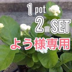 【送料込】可愛い♡八重咲き♡アラビアンジャスミン♡花付♡鉢ごと発送♡