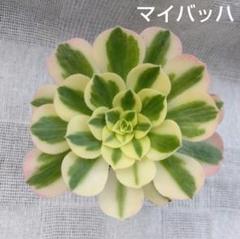 楽天市場】スターバースト アエオニウム Mサイズ 5.5cmポット