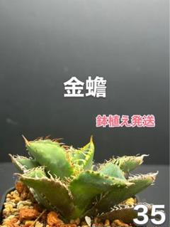 アガベ　チタノタ　金蟾　ブツブツ系‼️良株‼️鉢植え発送‼️ 26 アガベ チタノタ 金蟾 ブツブツ系‼️良株‼️鉢植え発送‼️ 26