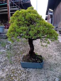 五葉松　盆栽　直幹　大品 五葉松盆栽 双幹 No.a7-24 | 五葉松 専門盆栽園 松風園(しょう