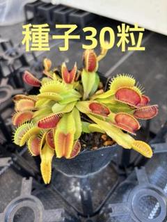 あびんこ　食虫植物　2点　送料無料　メルカリ便 世界の食虫植物 - メルカリ