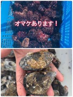 冷凍釣り餌ガンガゼ100個 釣り餌 冷凍ガンガゼ100個 セト貝5個おまけ 石鯛釣り - メルカリ
