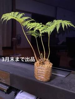 【沖縄産】　特大 ヒカゲヘゴ　ヘゴの木　① 楽天市場】（観葉植物）シダ ヒカゲヘゴ（ヘゴの木） 3〜4号
