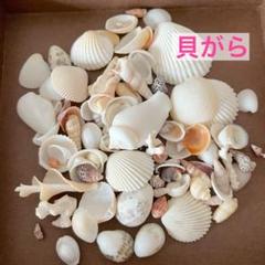 ★貝殻★クラフト素材