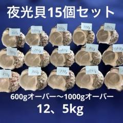 夜光貝　ヤコウ貝　まとめ売り　15個　12、5kg アクセサリー　ルア 夜光貝 ヤコウ貝 まとめ売り 15個 12、5kg アクセサリー ルア