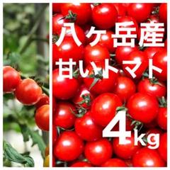 八ヶ岳(長野県) 産 ミニトマト 約4kg バラ 甘くて味が濃い 免疫力UPに