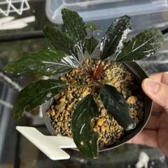スケルトンキング（キシィ）Bucephalandra sp. kishii多葉